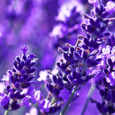 Aromatherapy Program