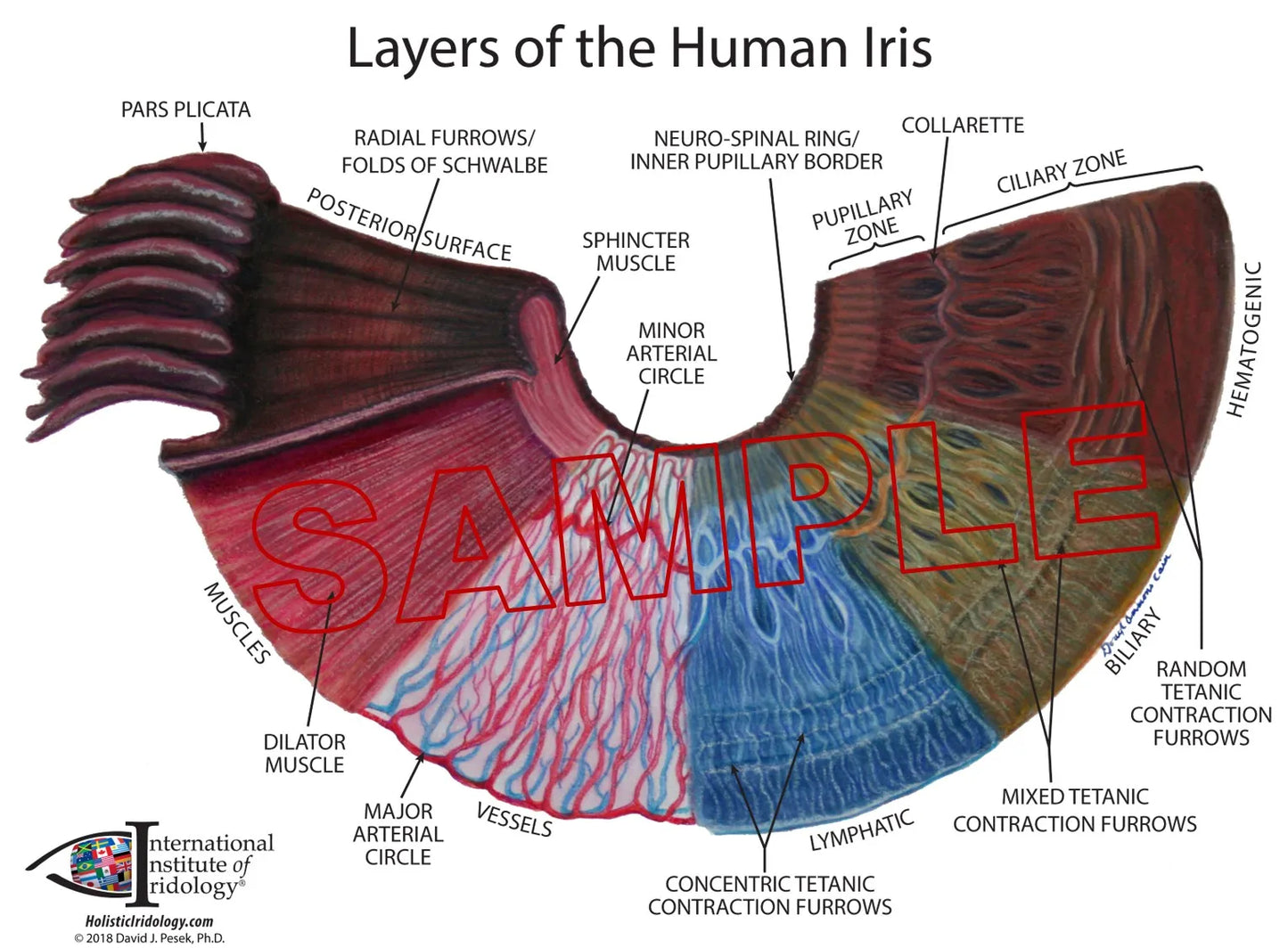 Layers of the Human Iris Chart