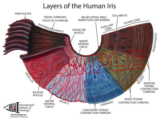 Layers of the Human Iris Chart
