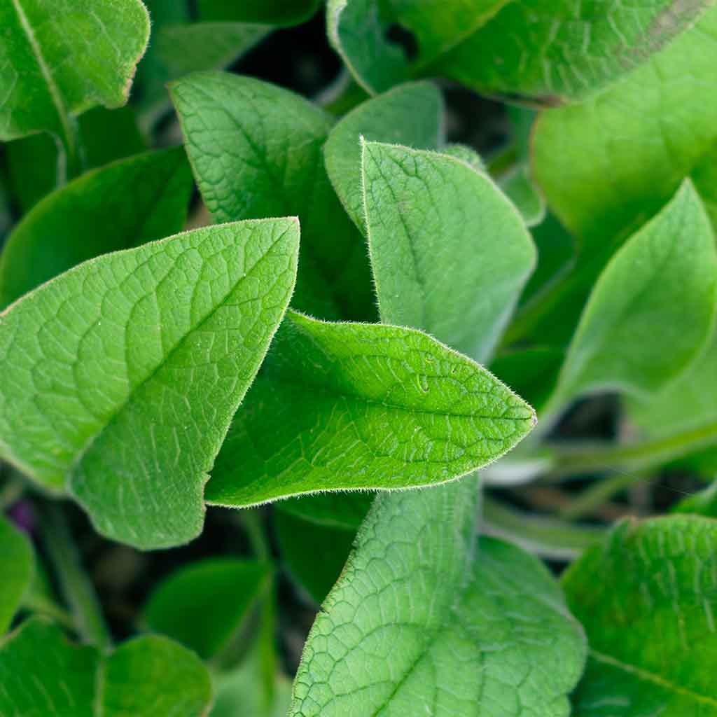 Herbalist Program—Correspondence